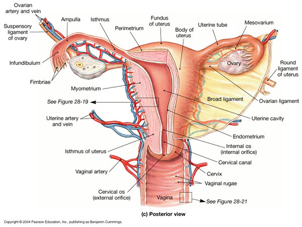 uterus anatomy.jpeg